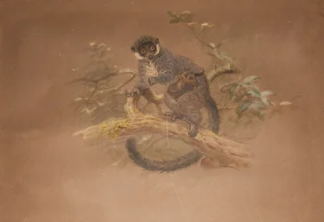 Black-footed Lemur (Lemur nigifrons)